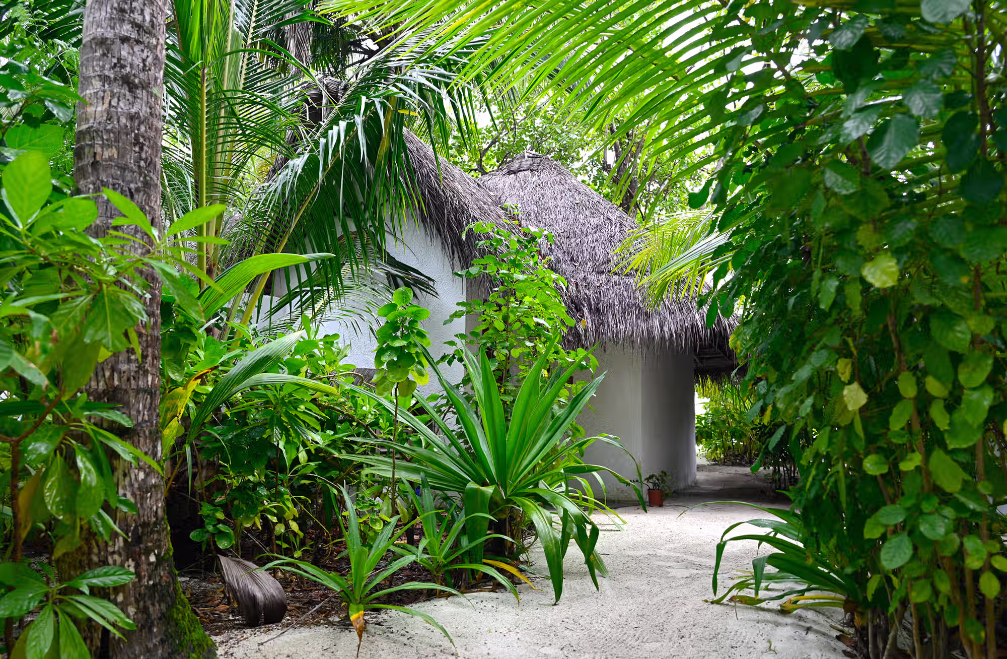 Bungalow tradizionali nascosti tra le palme, con il mare davanti e la natura tutto intorno. — immagine 4